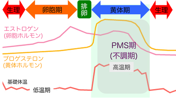月経周期と女性ホルモン・基礎体温の関係